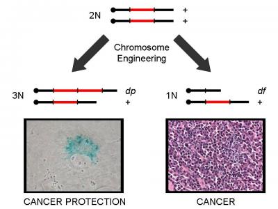 Cold Spring Harbor Laboratory Scientists Discover New Gene That Prevents Multiple Types Of Cancer